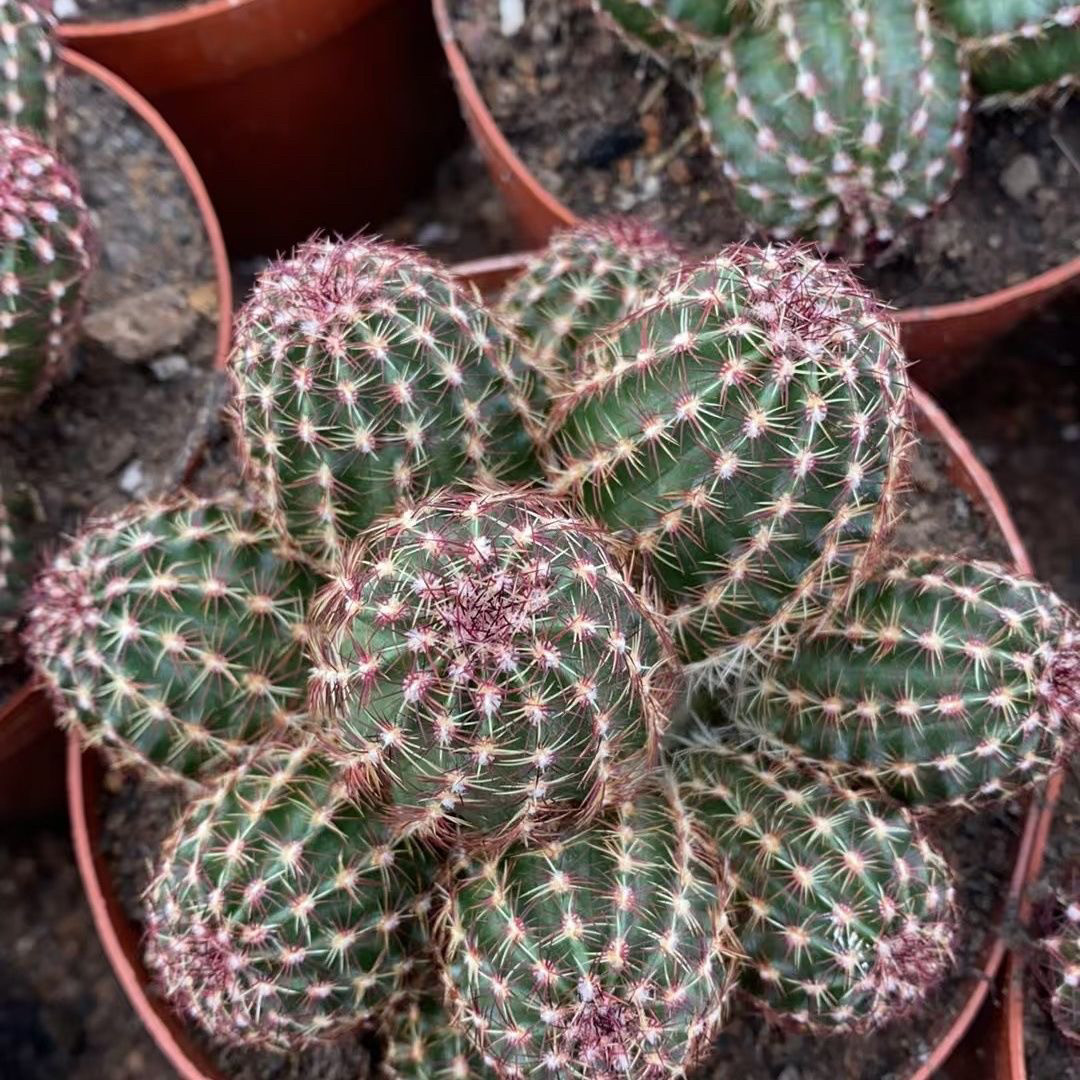 多头青花虾仙人球植物室内阳台包邮
