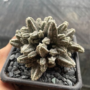 新品多头鸾凤阁仙人球多肉植物室内阳台花卉绿植盆栽好养活