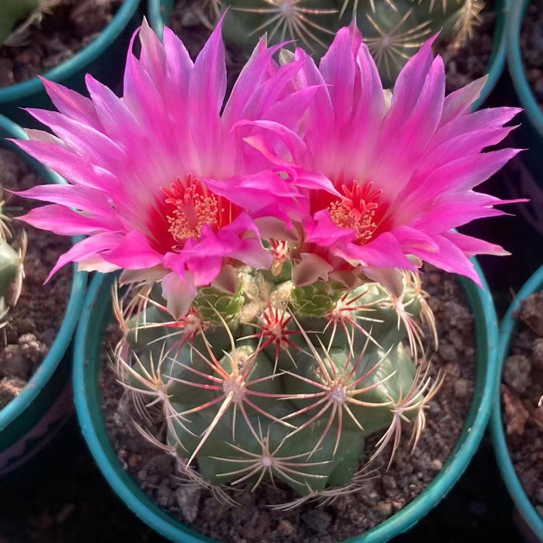 实生大统领仙人球开大花防辐射室内阳台含盆带土栽好包邮