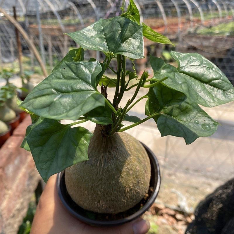 多肉植物睡布袋南非块根观赏睡布袋绿化爬U藤阳台观赏爬藤