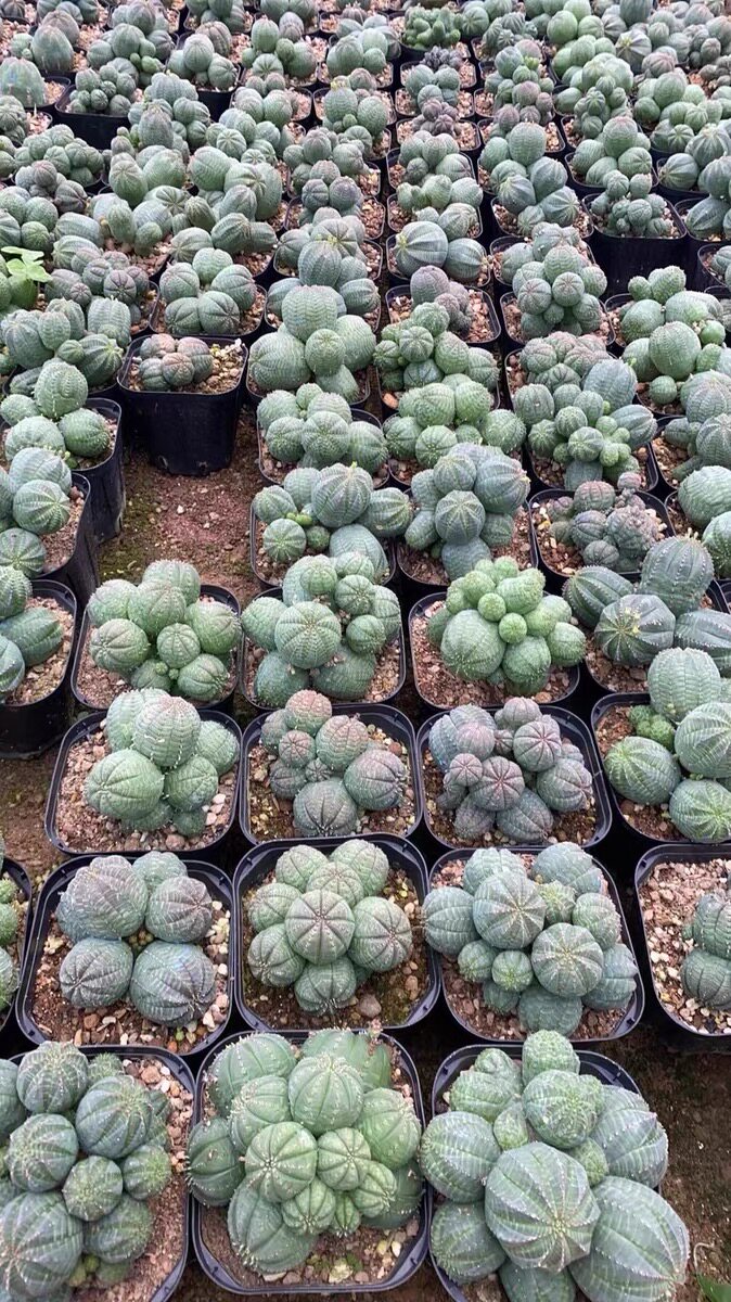 多头布纹球仙人球室内植物含盆带土栽好包邮