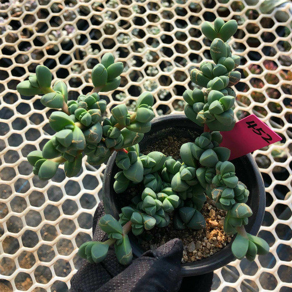 【一物一拍】鹿角海棠 多肉植物 多头群生可爱肉肉防辐射花卉绿植