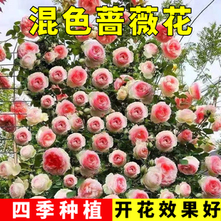 让混色Z一年四季多样有花赏你种子月季花蔷薇家中,花色,