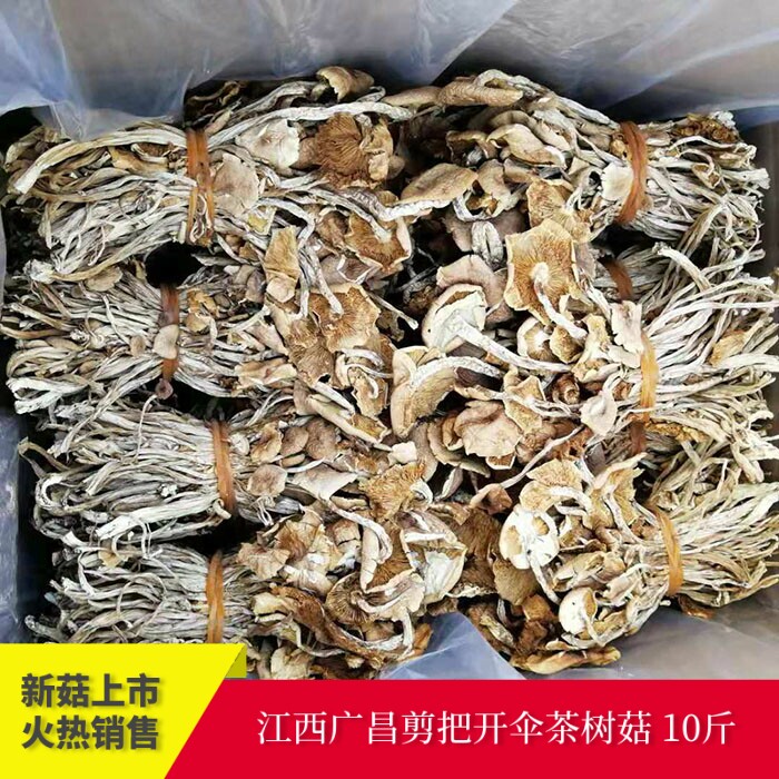 江西广昌茶树菇干货 开伞茶薪菇剪脚扎把 10斤装清香菇类特产