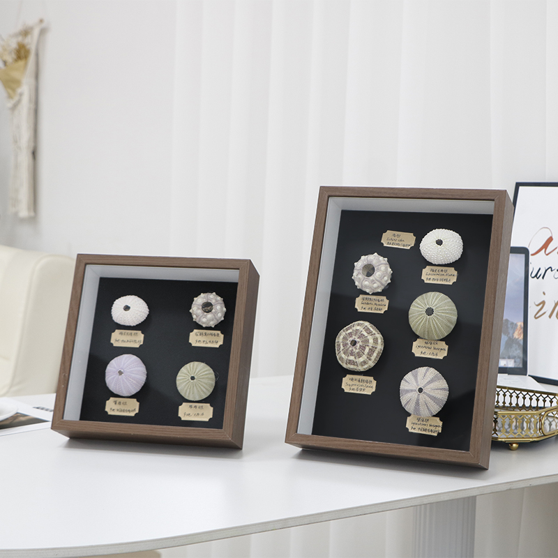 diy制作手工相框天然海膽貝殼殼