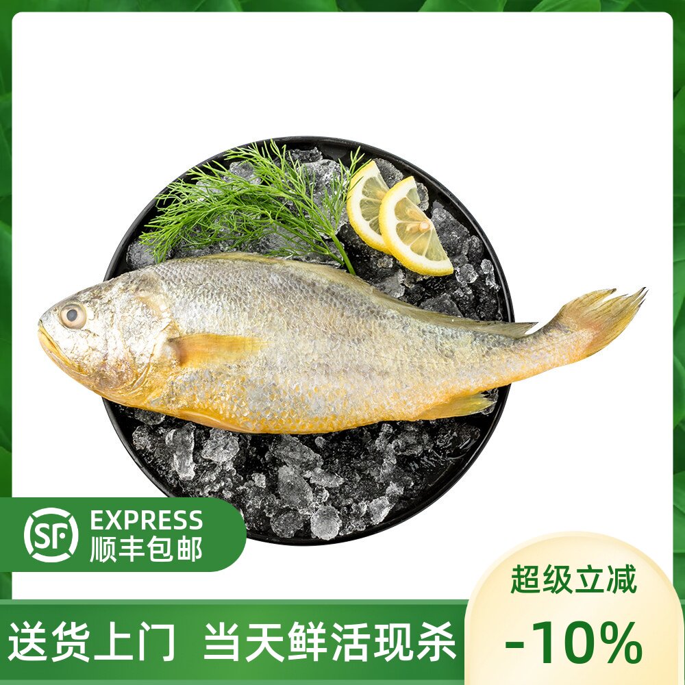 【大黄鱼2斤/条】新鲜舟山黄花鱼冰鲜非冷冻小鲞新鲜宁德商用