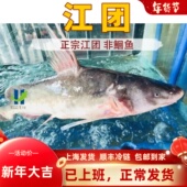 非清江鱼鲜活现杀新鲜长吻肥沱王回头渡红烧烤鱼钩黔钳鱼 江团