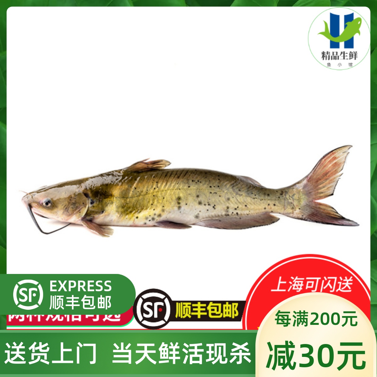 鲜活清江鱼整条江苏叉尾鮰鱼