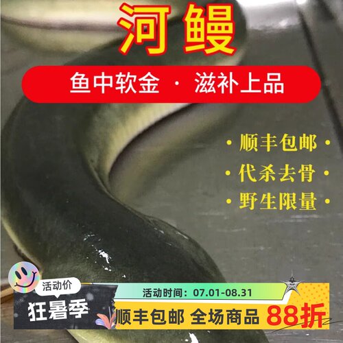 河鳗包活鲜活现杀江苏正宗野整条