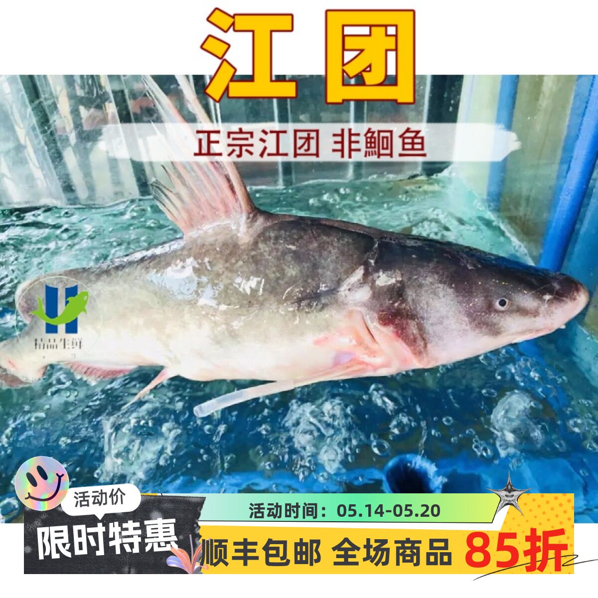 【江团】非清江鱼鲜活现杀新鲜长吻肥沱王回头渡红烧烤鱼钩黔钳鱼