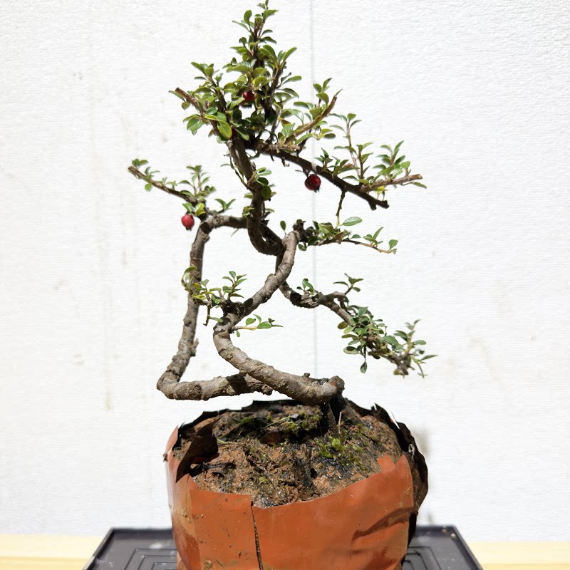 珍珠米叶大红果荀子大果白花老桩云南盆景桌面开花植物小叶不落叶