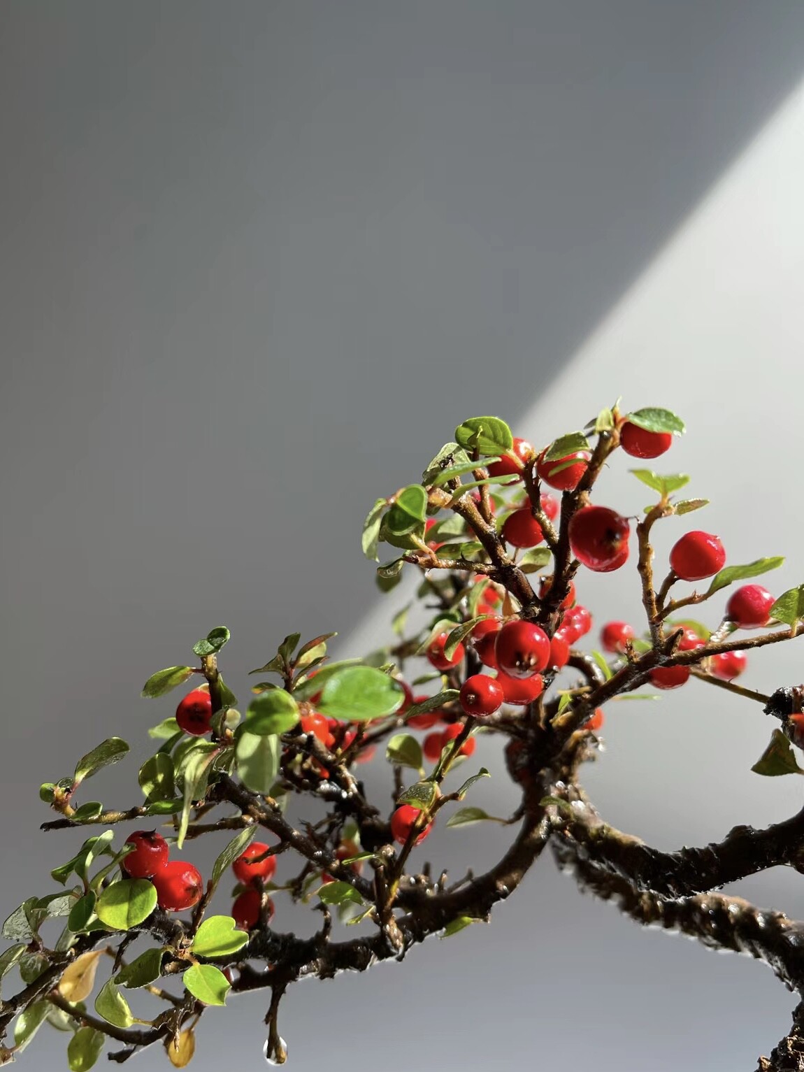 珍珠米叶大红果荀子大果白花老桩云南盆景桌面开花植物小叶不落叶