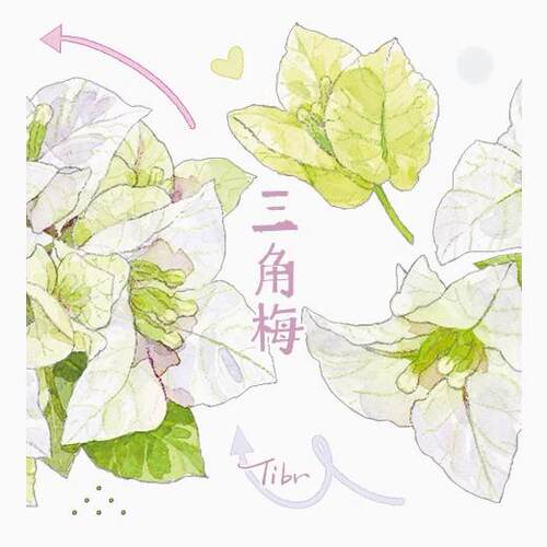 4件包邮】基研所 三角梅 花朵植物 手帐和纸胶带PET