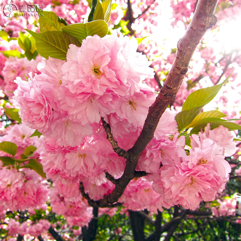 开花大苗樱花苗关山樱庭院花卉植