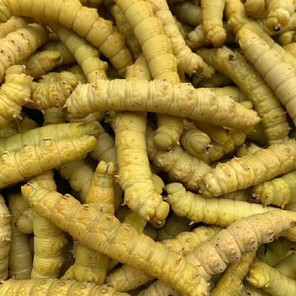 新鲜山东豆虫豆丹豆虫食用高蛋白食用昆虫活体速冻烧烤酒店食材