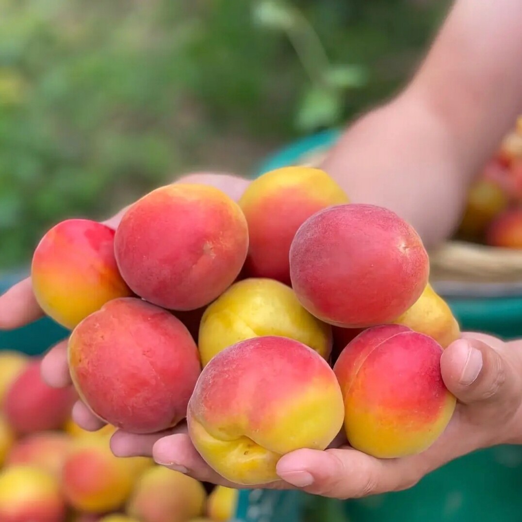 太行山贵妃大红杏新鲜当季孕妇水果甜核杏子头茬现摘胭脂杏正宗