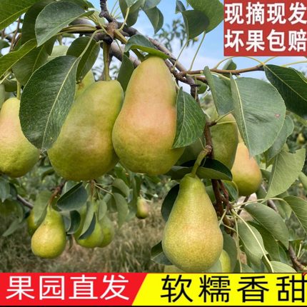 高山泉水灌溉太婆梨应季水果香梨一级老幼皆宜现摘现发水润多汁