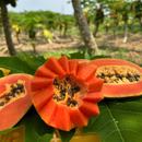 树上熟顺丰雷州冰糖红心牛奶木瓜青番新鲜现摘甜水果胜云南海