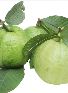 脆甜爽口珍珠番石榴白心芭乐潘石榴巴乐翻石榴新鲜蕃水果芭乐果