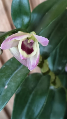 春石斛彩蝶带花苞兰花苗新年宵花盆栽过年喜庆花卉植物室内花客厅