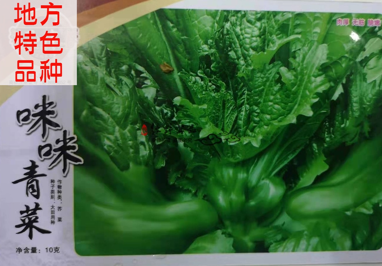 重庆四川农家老品种地方特色酸菜泡菜种子 泡青菜奶奶菜包包青菜