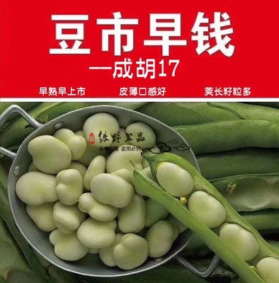 绿野上品|精选四川重庆大白胡豆蚕豆种子 成胡17 皮薄早熟结荚密