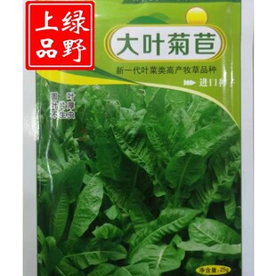 野菜大叶菊苣将军牧草种子种籽草籽喂鸡牛猪鱼四季草种多年生羊吃