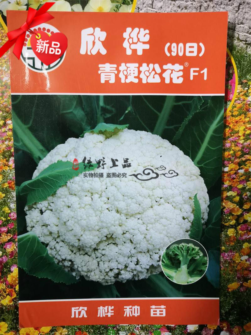 绿野上品|台湾进口晚熟青梗松花菜种子 欣桦90天 耐寒庆农松花菜