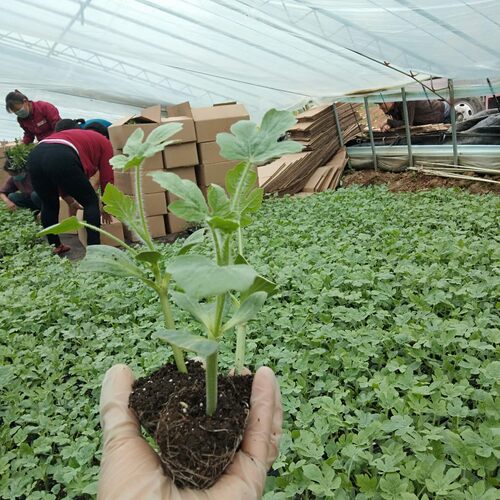 嫁接西瓜苗麒麟8424美都甜王早熟四季种植水果苗带土苗阳台盆栽