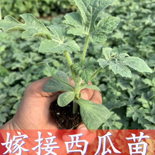 现货带土早熟嫁接麒麟8424美都西瓜苗秧阳台花盆庭院盆栽大苗