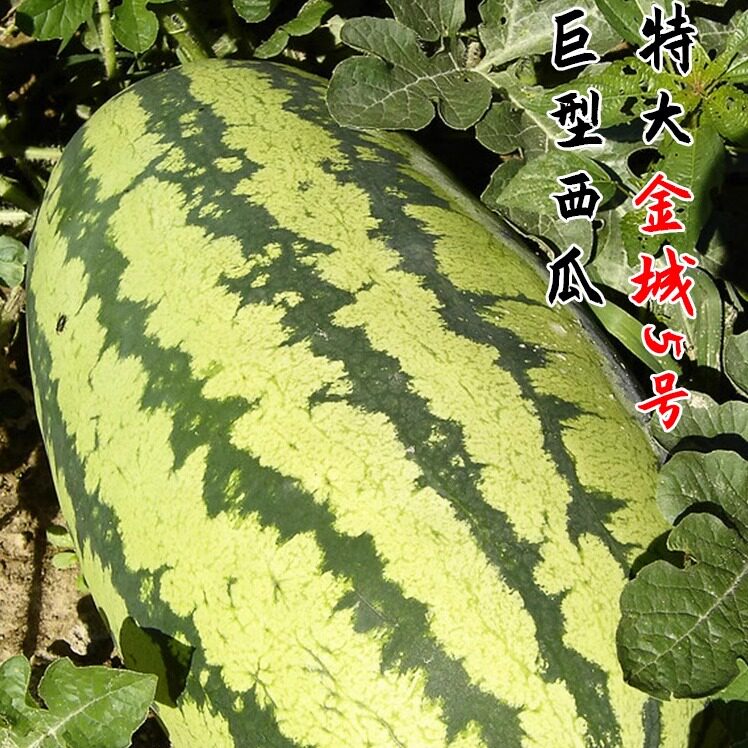 特大号西瓜苗秧苗巨型特大无籽高产麒麟黑皮薄皮懒汉西爪种苗凉瓜