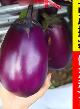 牛心茄子秧苗带土特大号本地紫罐茄子苗紫色高产圆茄子苗秧老品种