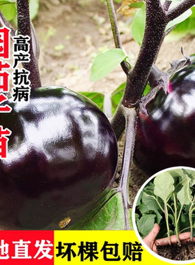 圆茄子苗高产快茄幼苗黑紫色特大茄苗种子口感好四季种植蔬菜秧籽