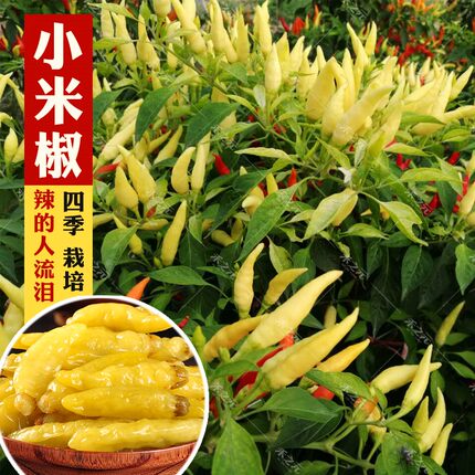 小米椒苗秧苗朝天椒种苗辣椒幼苗树四季五7彩盆栽阳台南方种籽孑