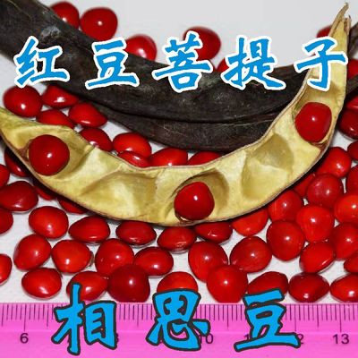 红豆菩提子相思豆DIY材料