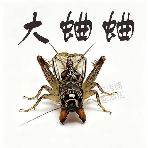 高级仿秋蛐蛐超级耐盘打