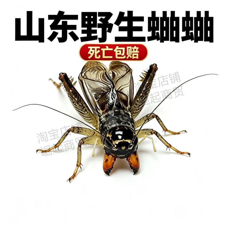山东野生蛐蛐死亡包赔图片
