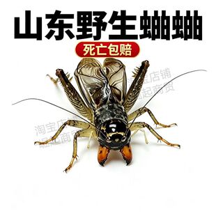 山东野生蛐蛐活虫体地仿秋虫蟋蟀济宁津阳白打大泗店河南北翅子黄