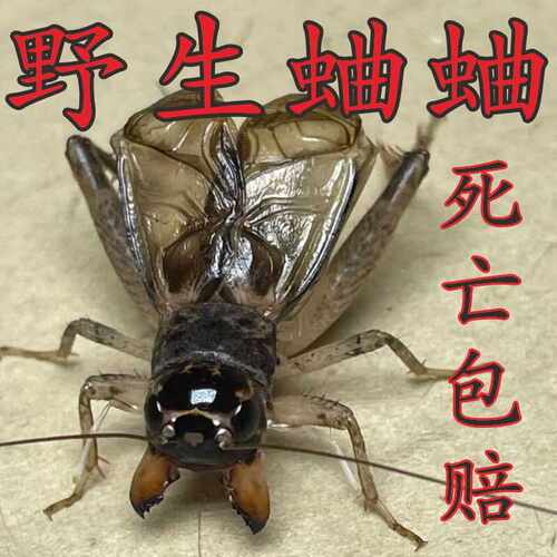 山东精品蛐蛐死亡包赔