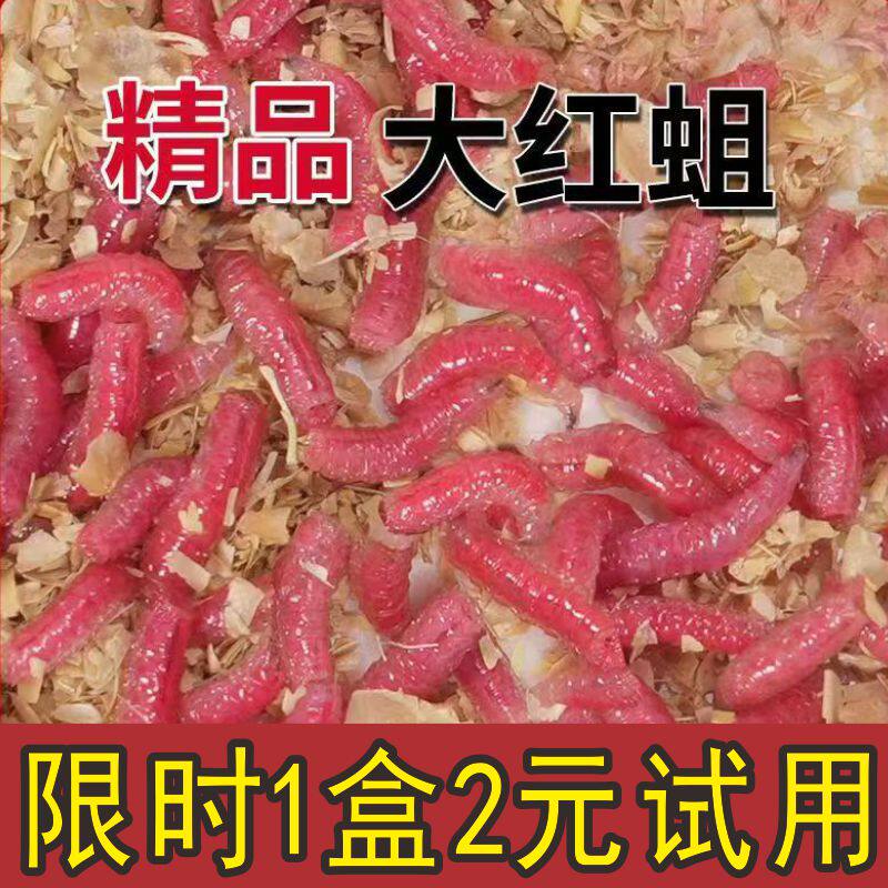 红虫活饵新鲜红蛆虫脓腥钓鱼饵大号可钓石斑马口白条鲤鲫鱼溪哥
