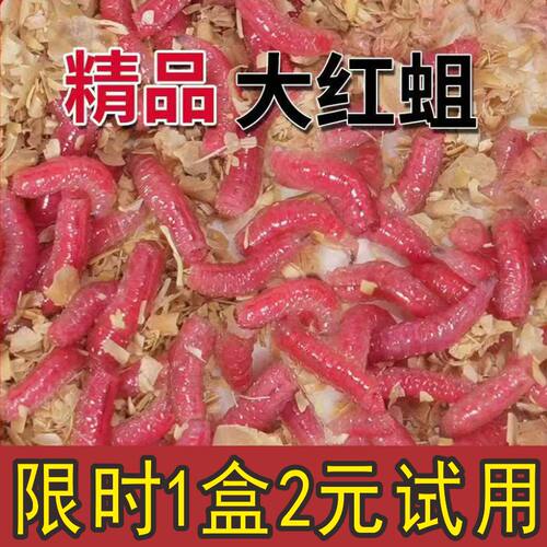 新鲜红蛆虫活饵2元150条试用