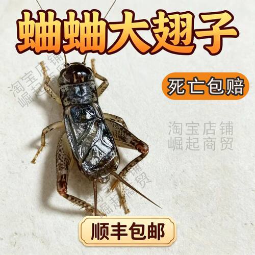 蛐蛐大翅子听叫首选顺丰发货