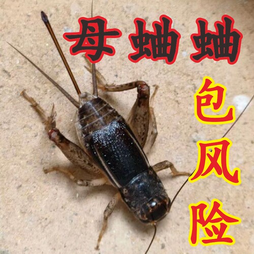 山东母蛐蛐三尾贴灵交尾用