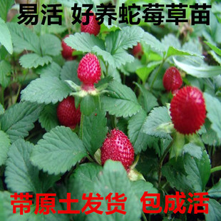 蛇莓草苗蛇莓草种子蛇泡草龙吐珠三爪风鼻血果珠蛇果野草莓苗盆栽