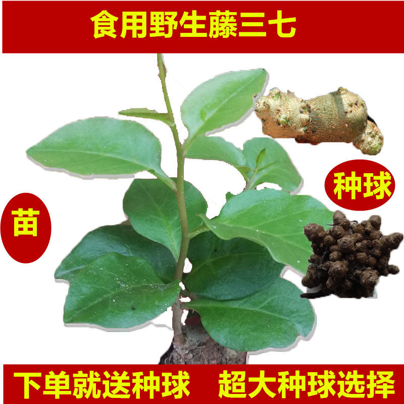 藤三七苗 土三七 川三七种苗种球 腾三七果实 田三七藤三七叶种子