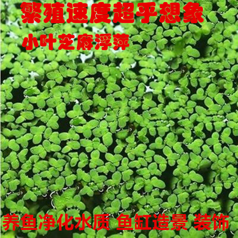 小叶芝麻浮萍水草植物 小青萍水草种籽 鱼缸水族造景净化水质水草