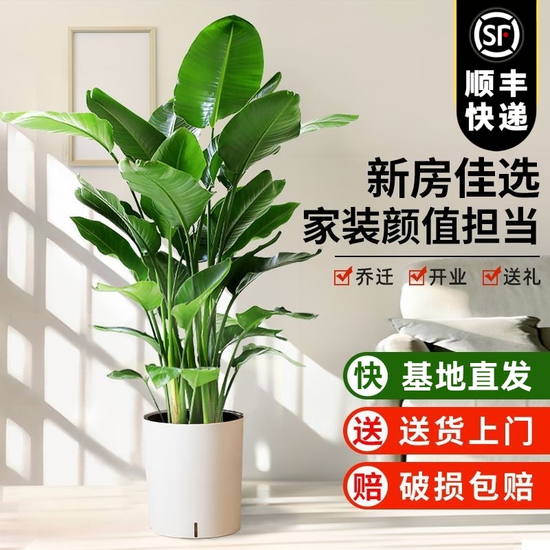 天堂鸟鹤望兰客厅大型绿植物盆栽室内花卉净化空气四季常绿好养活