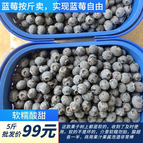 酸甜多品种露天新鲜蓝莓孕妇儿童辅食当季现摘现发批发果汁果酱
