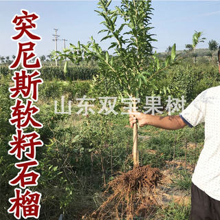 无籽嫁接突尼斯软籽石榴树苗庭院盆栽南北方种植当年结果甜石榴苗