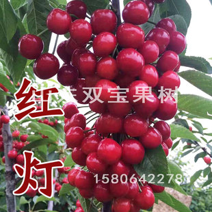 红灯大樱桃苗 地栽盆栽北方南方种植车厘子树苗新品种当年结果